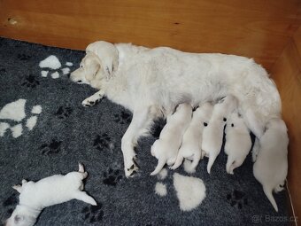 Slovenský čuvač s PP - štěňátka - 2