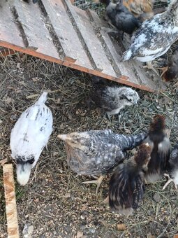 Prodávám hedvabničky - 2