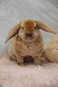 Zakrslý králíček beránek - satén rex - 2