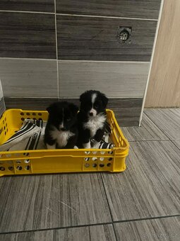 Prodám border kolie - 2