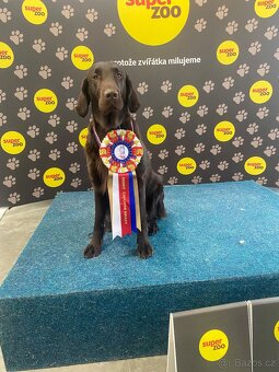 Flat coated retriever - 2