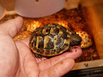 Želva zelenavá (Testudo hermanni) - 2