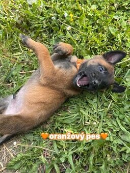 Belgický ovčák Malinois s PP - 2