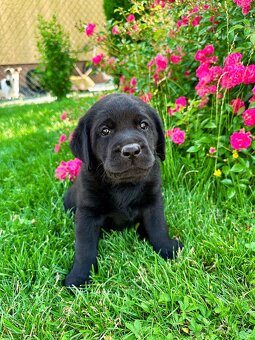 Labradorský Retriever s PP - 2