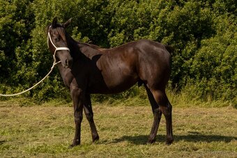 Quarter horse hřebec - 2