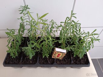 Prodám sazenice levandule lékařské - 2