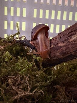 🐌Malí afričtí šnečci hledají nový domov🐌 - 2