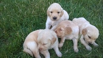 Zlatý retriever štěňata - 2