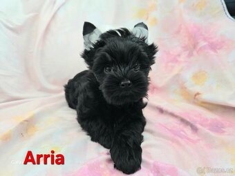 Yorkshire Terrier - 2