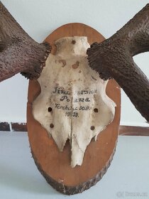 jelení paroží z roku 1933 - 2