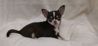 Čivava krátkosrstá - 2