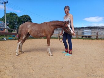 Prodám hrebečka WPB - 2