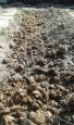 Kvalitní koňský hnůj - 2