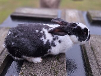 český strakáč  samice a samec - 2