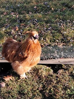 Hedvábnička EU - 2