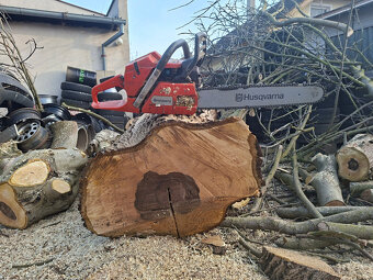 Kmen Ořešáku - ořech - 2