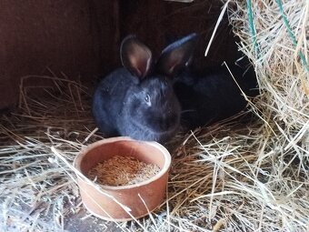 Mladí králíci - 2