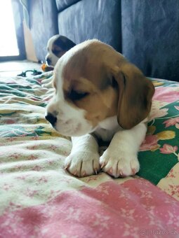 Beagle (Bígl) štěně - 2