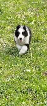 Border kolie - 2