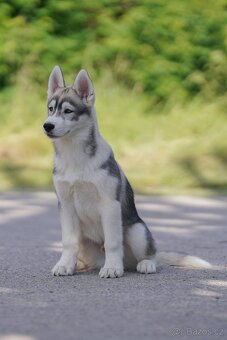 Sibiřský husky štěňata s PP - 2