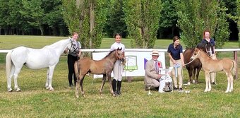 Roční hřebeček Welsh pony, sekce B k prodeji - 2