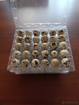 Křepelčí vajíčka - 2