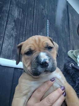 Americký stafordšírský teriér - 2