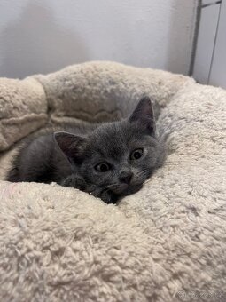 Britská modrá koťátka - 2