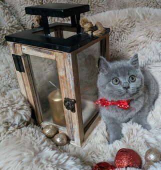 Britská koťata - 2