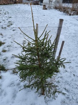 Vánoční stromek z prořezávky - 2