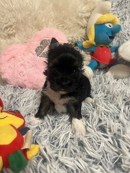 Jorkširský teriér s pp - 2