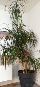 Dracéna - 2