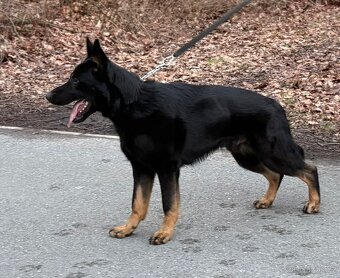 Německý ovčák - 2