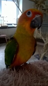 Aratinga Slunecni rucne dokrmene mladata vymazlena - 2