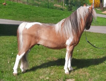 Připouštění American miniature horse - 2