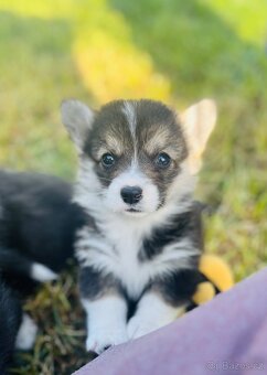 Welsh corgi pembroke s PP (FCI) - 2