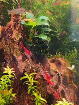 Akvarijní krevetky - 2
