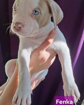 American Bully XL ŠTĚŇATA K ODBĚRU - 2