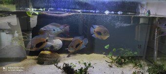 Uaru amphiacanthoides - 2