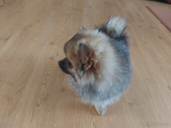 Špic, nemecký špic , Pomeranian - 2