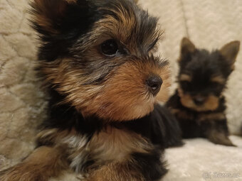 York Yorkšírský teriér úžasná štěňátka Podívejte se na video - 2