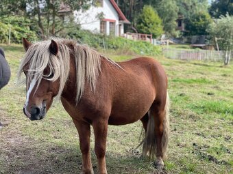 2,5 lety hřebec Shetland pony - 2
