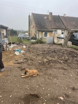 Štěně vlčáka - 2