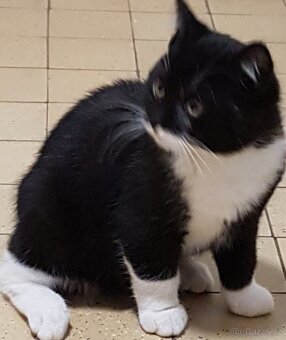 Darujeme koťátka - 2