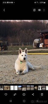 Bíly švýcarsky ovčák - 2