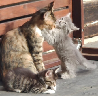 Mainská mývalí - kříženci - 2