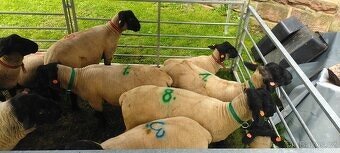 Plemenný beran Suffolk - 2