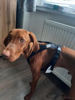 Postroj half lash vel. S - 2