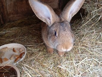 Prodám mladého samce na chov. - 2