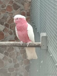 Kakadu růžový , lutino - 2